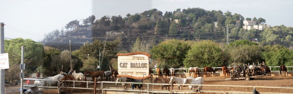 חוות הסוסים - Beit Oren ברקע קיבוץ בית אורן יומיים אחרי השריפה 