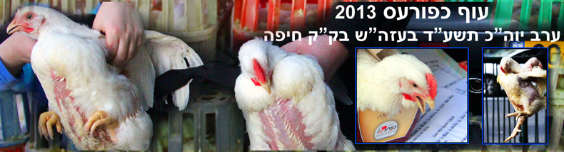 כפרות. תרנגולות, פרגיות מסתובבות בחיפה מעל ראשי החשודים בחטא.