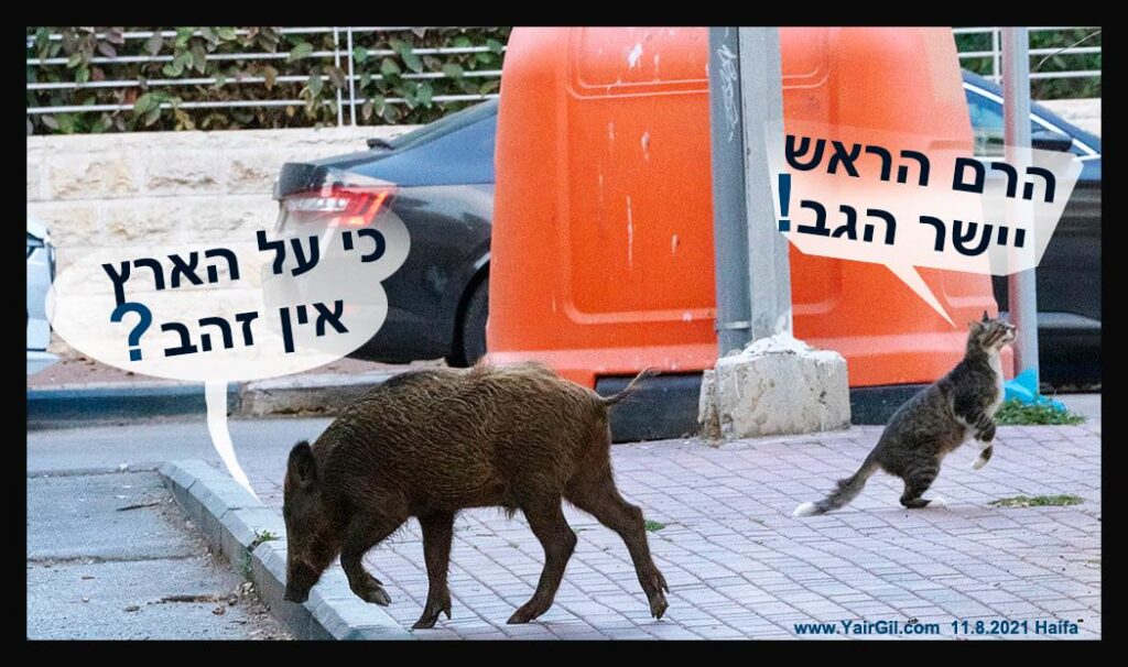 חתול רחוב עם חושים מחודדים מבחין בחזב"ר דכאוני