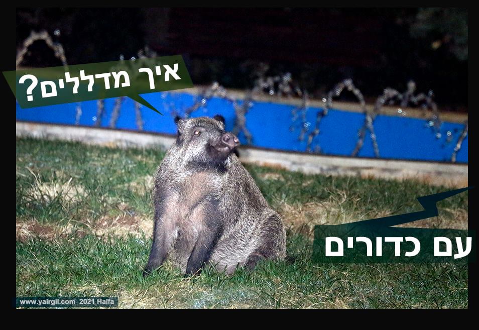 "איך מדללים" שואל חזב"ר שלא מבין שפה מיופה. בכדורים עונה לו הקול 