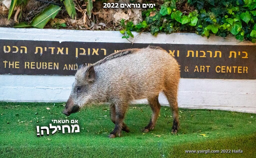 לקראת יום הכיפורים נרשמה היערכות בעדר חזירי הבר. סליחות הופרחו לכל עבר