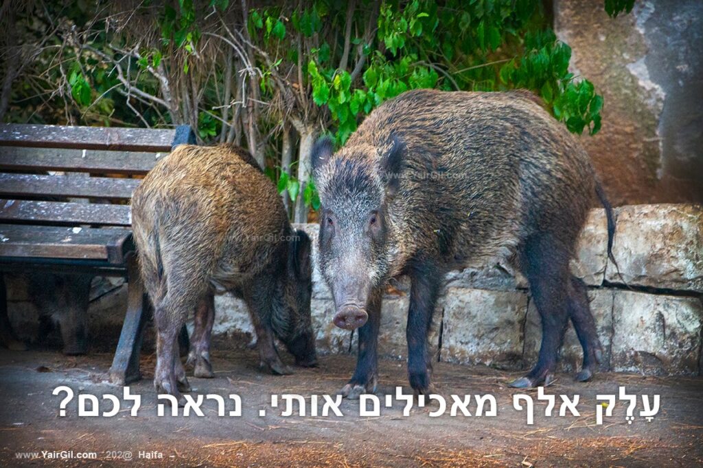 חזירת בר מטילה ספק בדבר מספר מאכילי החזירים בחיפה.