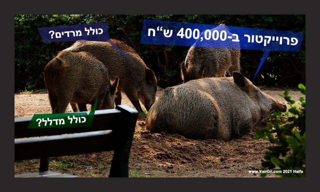 הדיון העירוני על הפרוייקטור, זה שאמור לחסל את החזירים, התפתח והגיעו לסיכומים כנראה. 