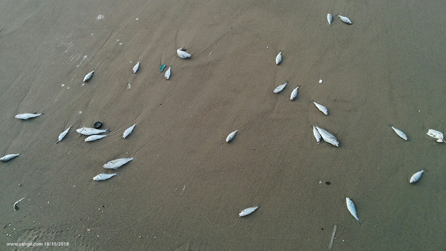 דגים מתים בחוף חיפה