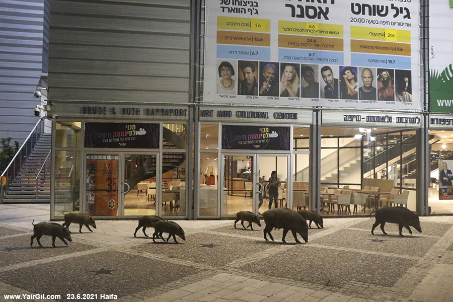 Boars in the city center of Haifa - Dziki w Hajfa