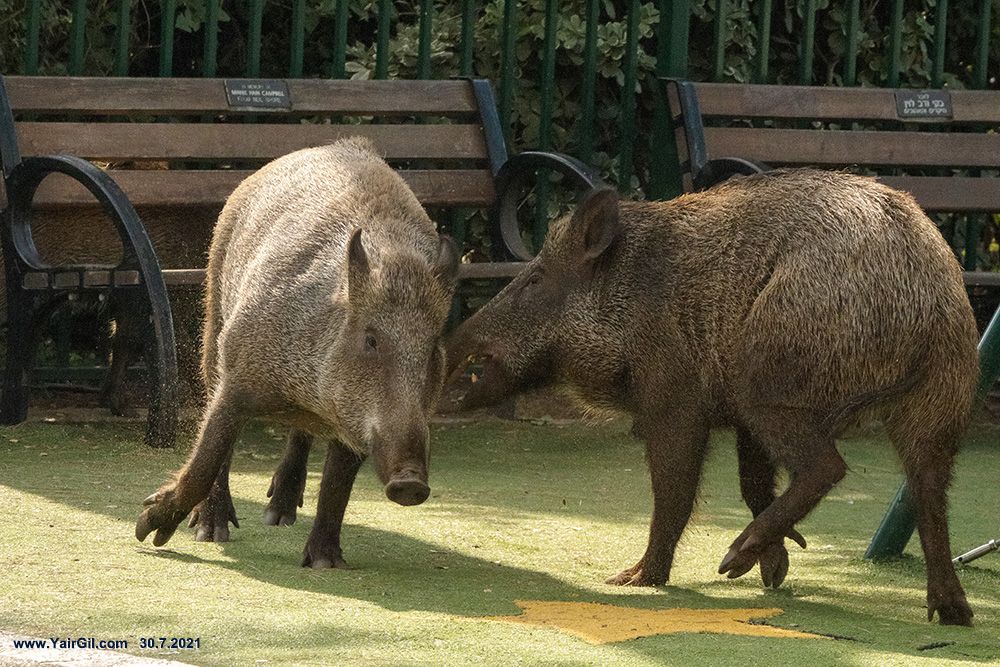 חזירות בר בגן שמואל בחיפה. הילדים זזו הצידה