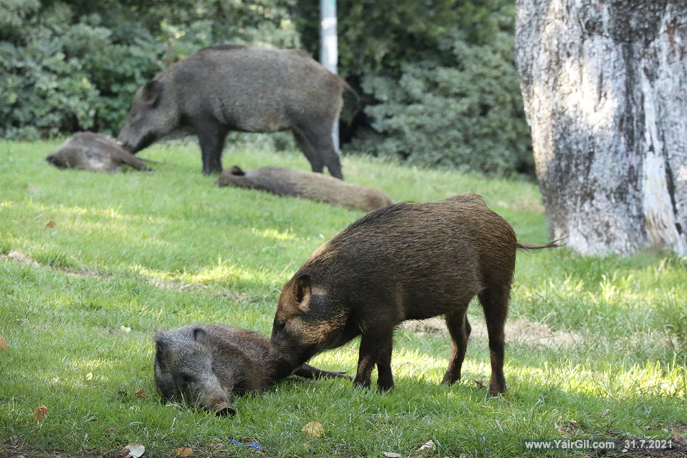 חזירי בר בגן מניה