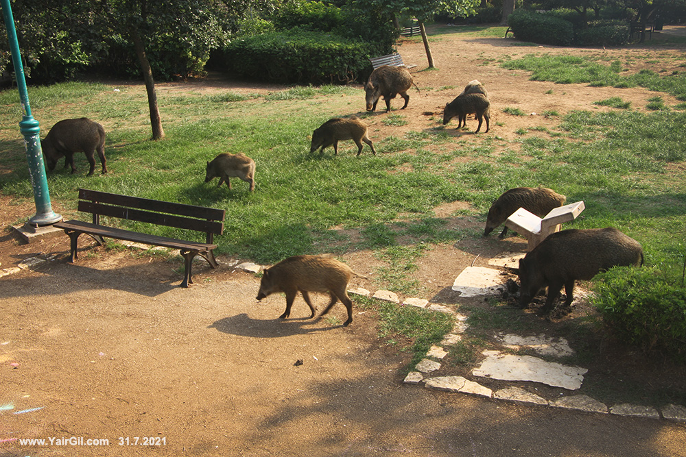 חזירי בר משוטטים בגן שמואל בחיפה