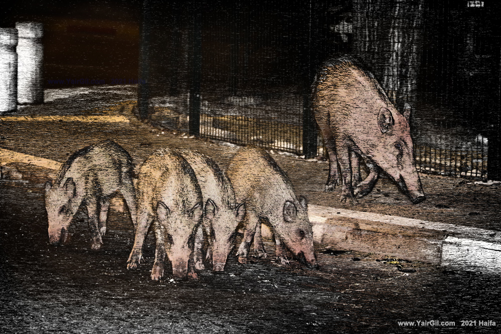 חזירים משוטטים ברחובות העיר