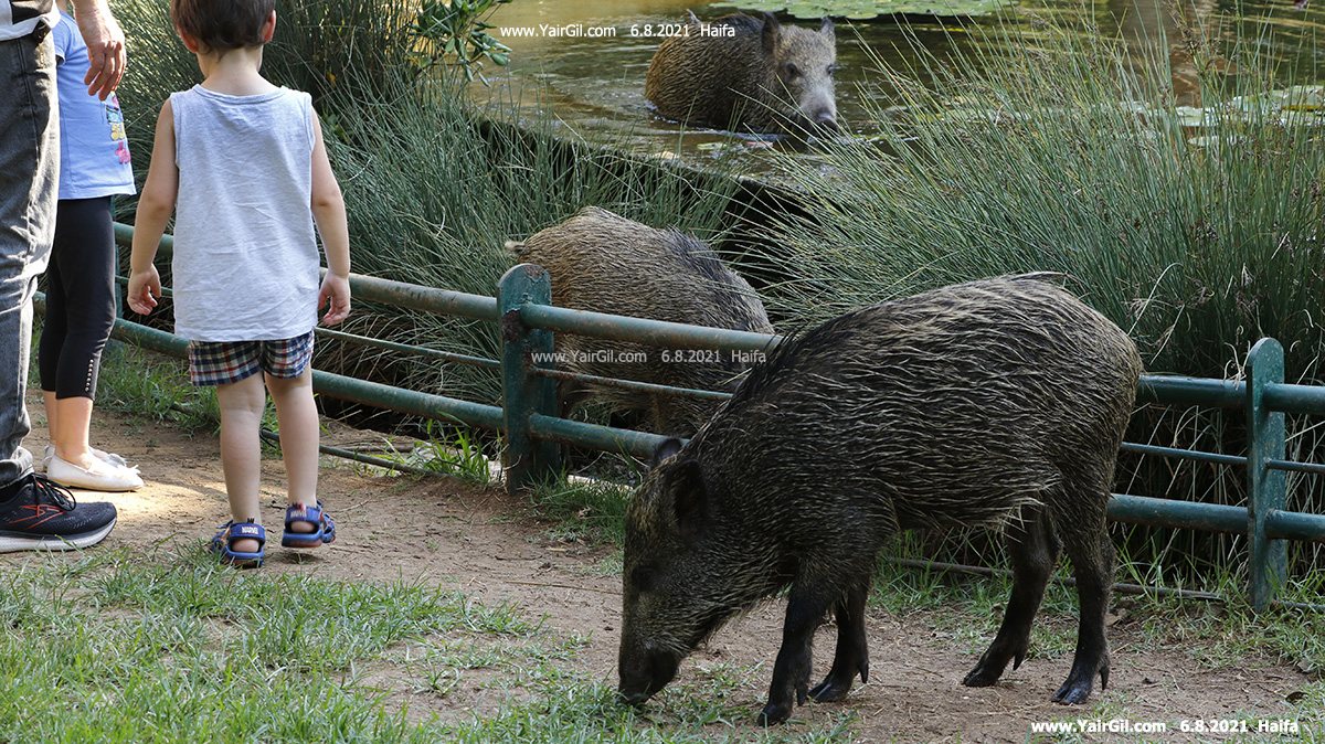 חזירי בר וילדים בגן שעשועים ציבורי בחיפה