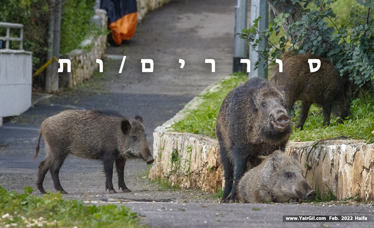 חזירים סוררים - כאלה שהתרגלו לעיר ולא רוצים לעזוב
