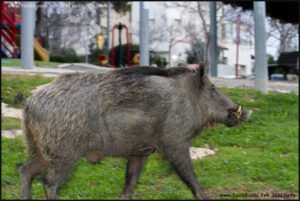 חזיר בר שועט בחיפה