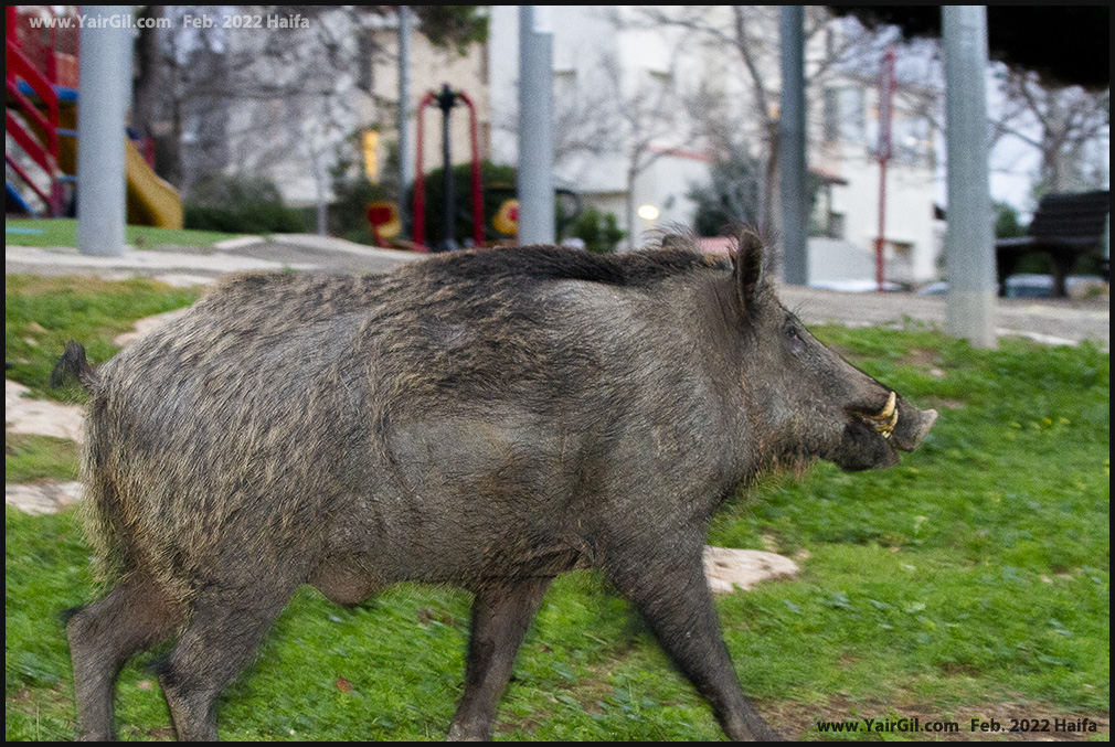חזיר בר שועט בחיפה