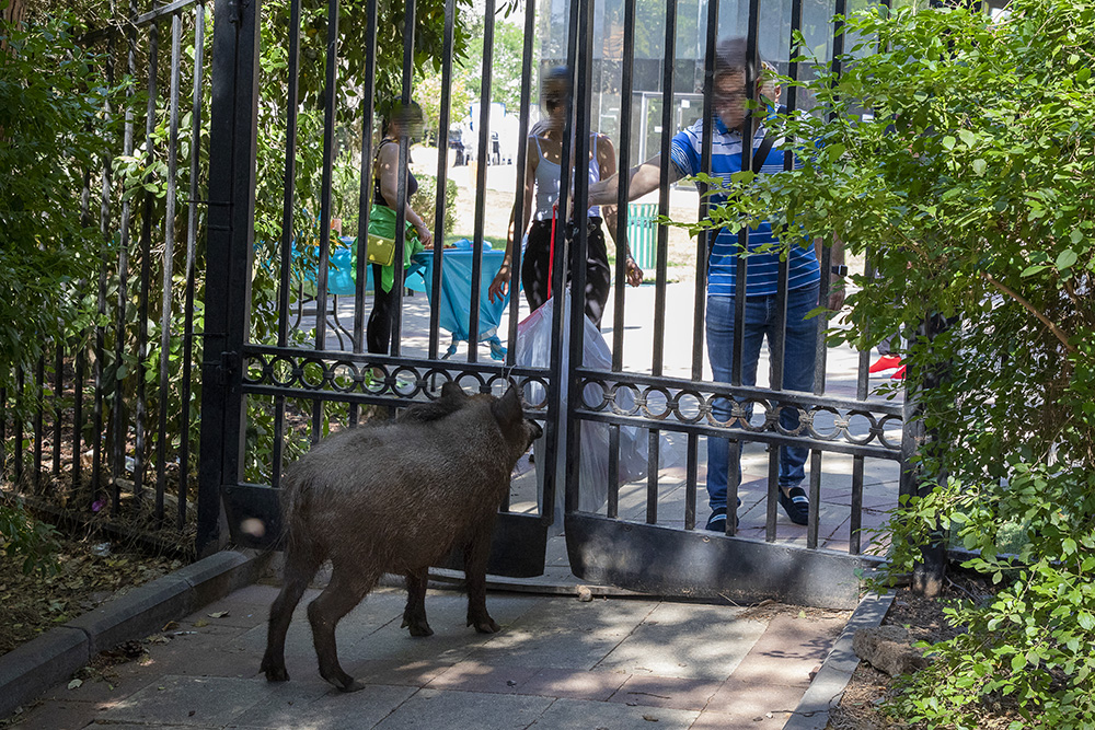 חזיר בר בחיפה, ליד גן הכט