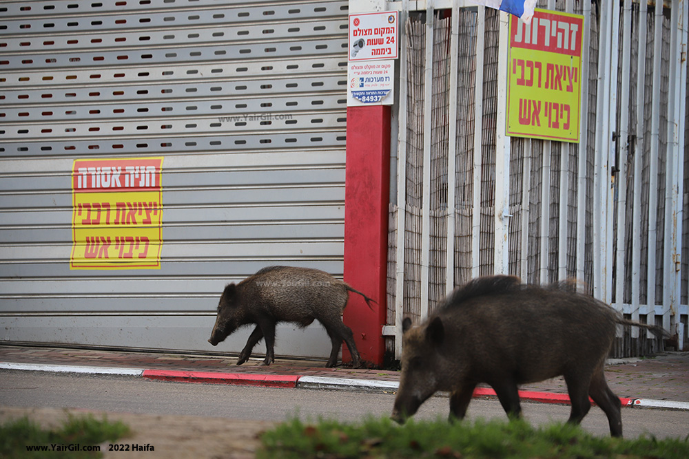 חזירי הבר בחיפה משוטטים