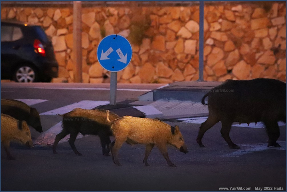 Wild pigs in Haifa חזירי בר בחיפה