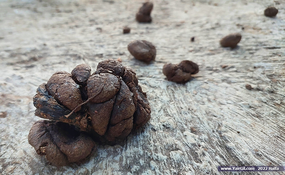 wild pigs poo on a pavement