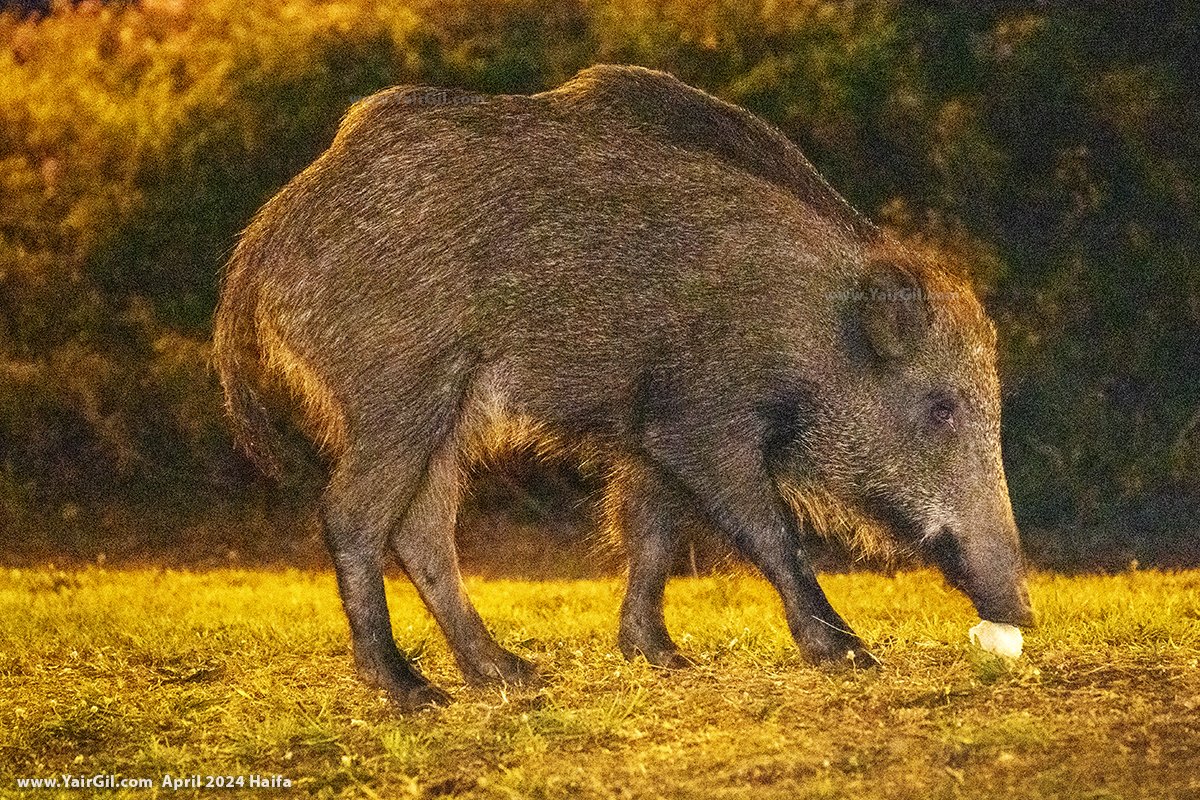 חזיר בר מלחך בדשא חיפאי