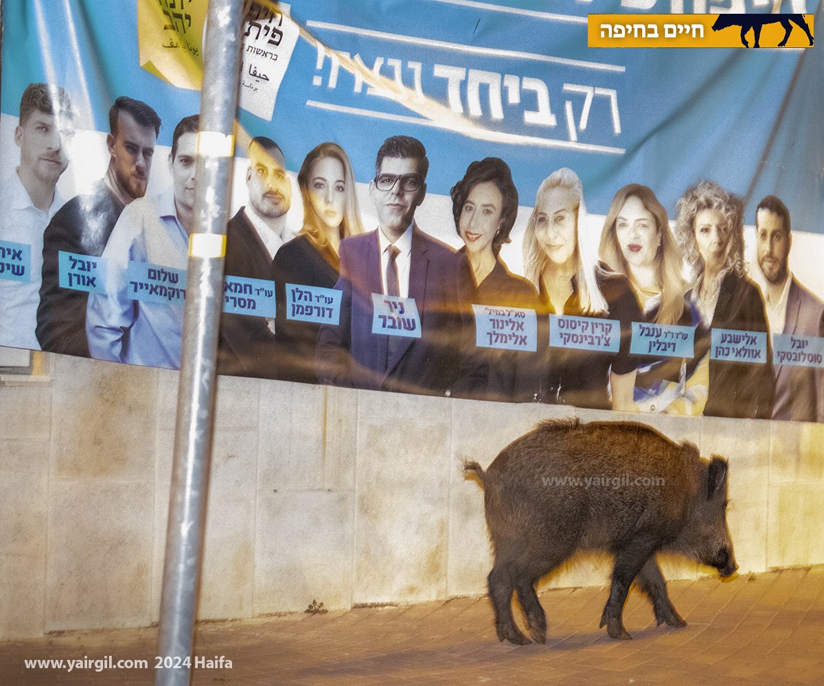חזירת בר משוטטת ברחוב עם כרזת בחירות לרשויות המקומיות
