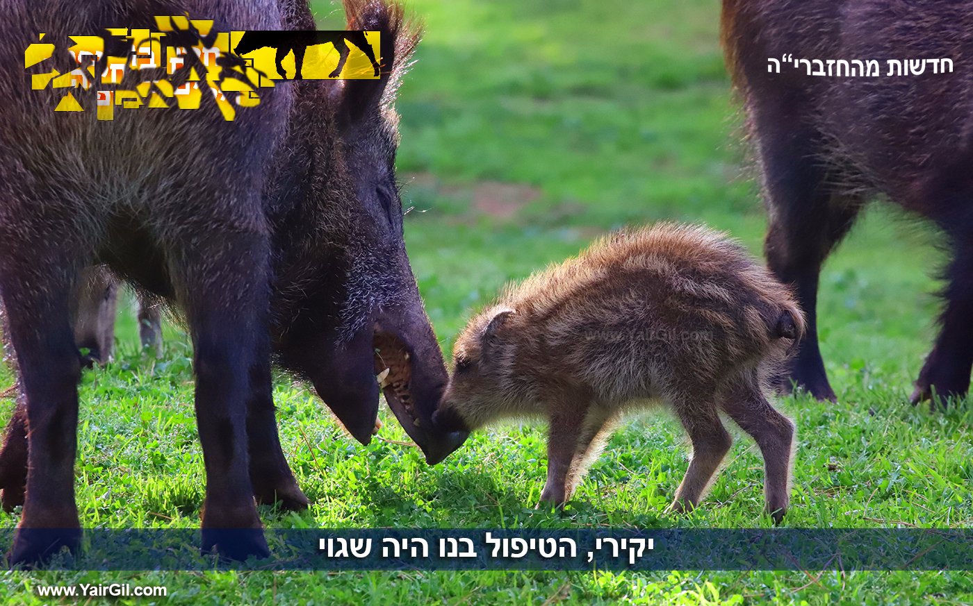 תובנות של חזברי"ם